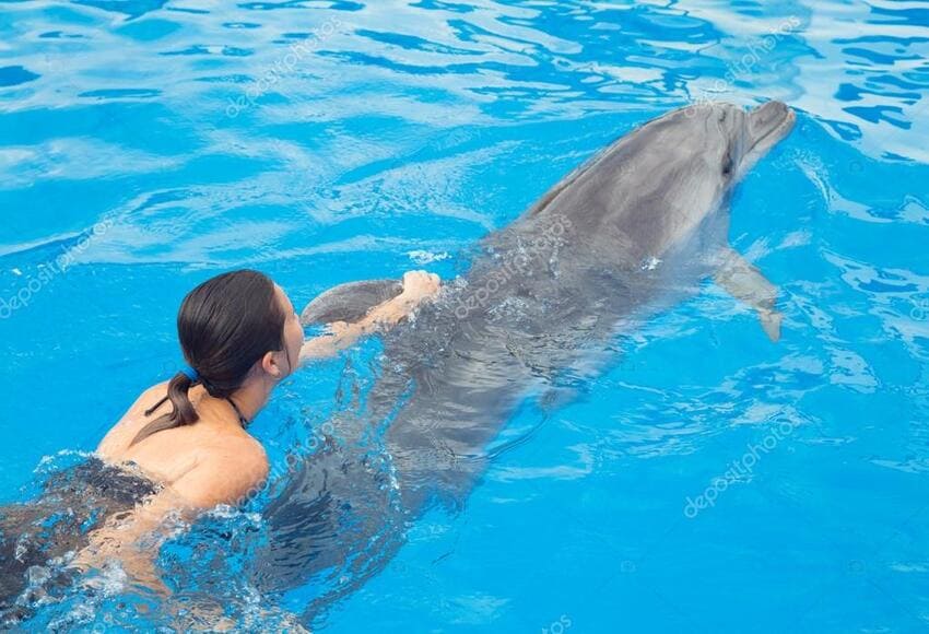 Swimming with dolphins tour-Hurghada